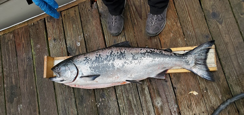A freshly caught Chinook salmon is measured for length.